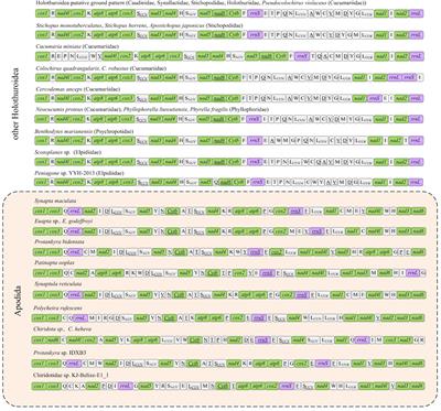 Highly rearranged gene orders and rapid evolutionary rates in the mitochondrial genomes of Apodida (Echinodermata: Holothuroidea)